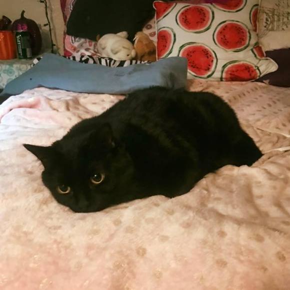 Meet your Posher, Thea - Picture 1 of 1